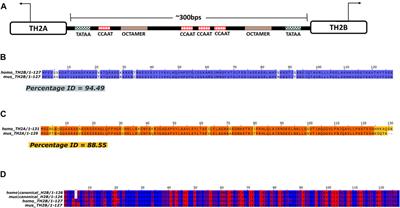 Heterogeneity in the Epigenetic Landscape of Murine Testis-Specific Histone Variants TH2A and TH2B Sharing the Same Bi-Directional Promoter